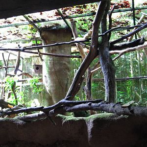Sri Lankan Giant Squirrels and Finlayson Squirrel, Critters Longhouse