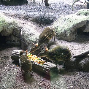Sri Lankan Spotted Mousedeer, Critters Longhouse
