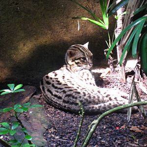Leopard Cat, Critters Longhouse