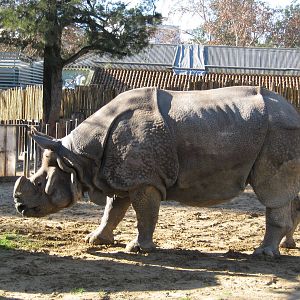 Male Indian Rhino