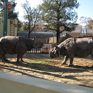 Mating Indian Rhinos