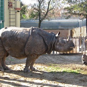 Mating Indian Rhinos
