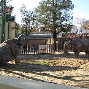 Mating Indian Rhinos