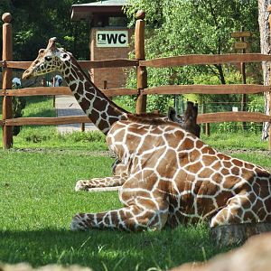 How many giraffes?? :-))