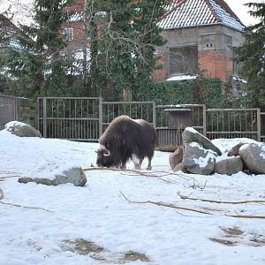 Winter and snow in Copenhagen: The musk ox enclosure