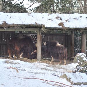 Winter and snow in Copenhagen: The musk ox enclosure