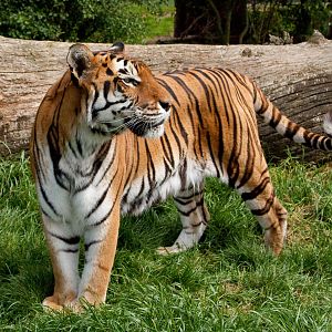 Bengal tiger
