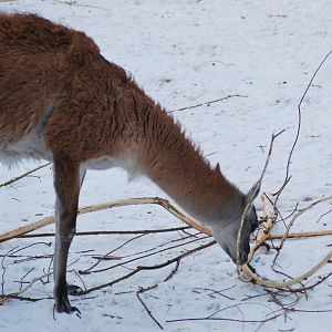 Winter and snow in Copenhagen: The South American exhibit