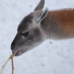 Winter and snow in Copenhagen: The South American exhibit