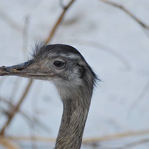 Winter and snow in Copenhagen: The South American exhibit