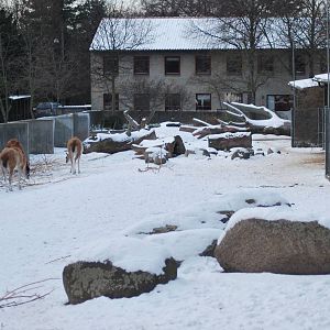 Winter and snow in Copenhagen: The South American exhibit