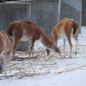 Winter and snow in Copenhagen: The South American exhibit