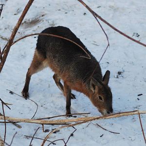 Winter and snow in Copenhagen: The South American exhibit