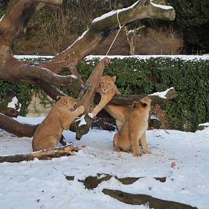 Winter and snow in Copenhagen: Enrichment in the lion enclosure