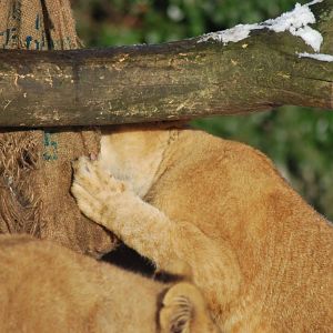 Winter and snow in Copenhagen: Enrichment in the lion enclosure