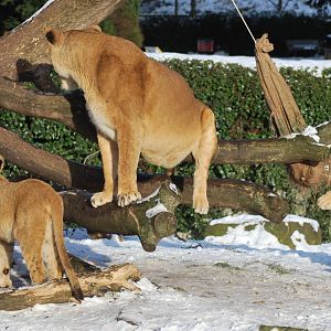 Winter and snow in Copenhagen: Enrichment in the lion enclosure