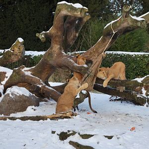Winter and snow in Copenhagen: Enrichment in the lion enclosure