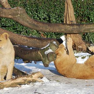 Winter and snow in Copenhagen: Enrichment in the lion enclosure