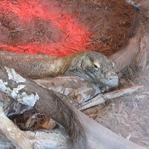 Land of the Dragons - Komodo Dragon