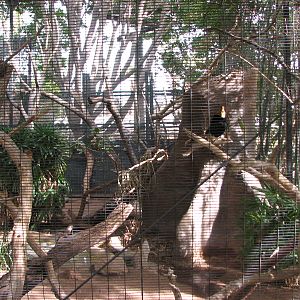 Tropical Flights - Rhinoceros Hornbill