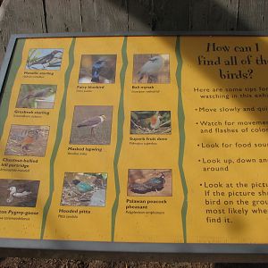 Tropical Flights - Walkthrough Aviary Graphics