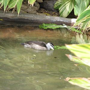 Tropical Flights - Cotton Pygmy Goose
