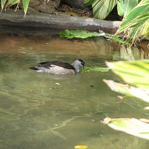 Tropical Flights - Cotton Pygmy Goose