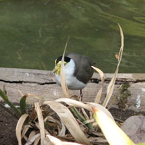 Tropical Flights - Masked Lapwing