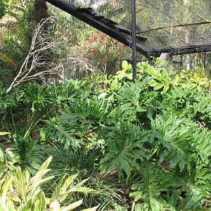 Tropical Flights - Walkthrough Aviary