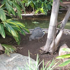 Tropical Flights - Masked Lapwing
