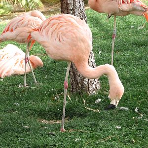 Chilean Flamingo