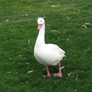 Coscoroba Swan