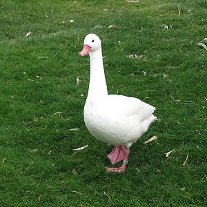 Coscoroba Swan