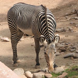 Grevy's Zebra