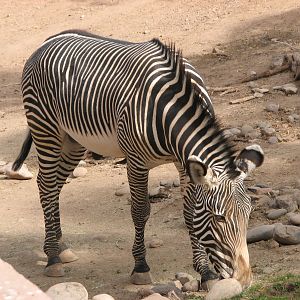 Grevy's Zebra