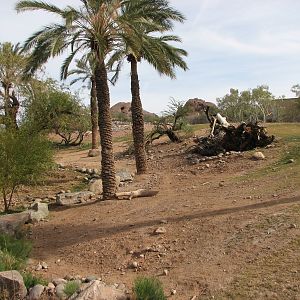 Grevy's Zebra Exhibit