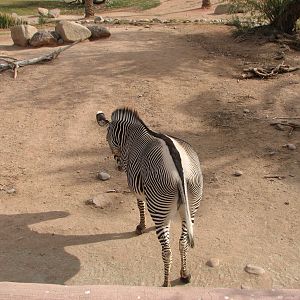 Grevy's Zebra
