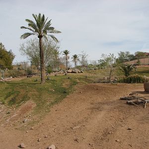 Grevy's Zebra Exhibit