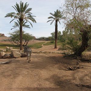 Grevy's Zebra Exhibit