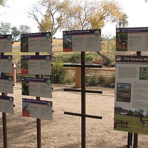 African Savannah Graphics