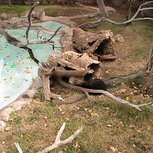 Spotted Necked Otter