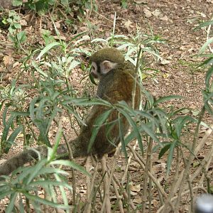Monkey Village Common Squirrel - Monkey