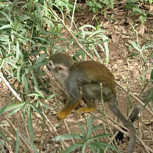 Monkey Village Common Squirrel - Monkey