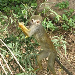 Monkey Village Common Squirrel - Monkey