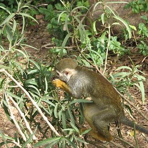 Monkey Village Common Squirrel - Monkey