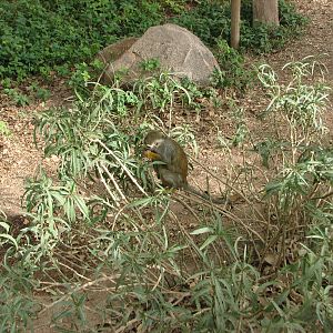 Monkey Village Common Squirrel - Monkey