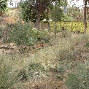 Maned Wolf and Giant Anteater Exhibit