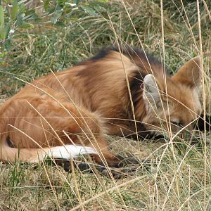 Maned Wolf