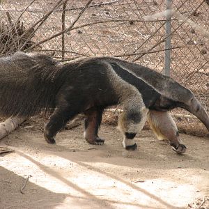 Giant Anteater