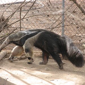 Giant Anteater